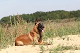 MALINOIS 335